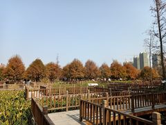 -五缘湾湿地公园