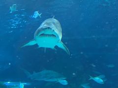 -瑞普利水族馆