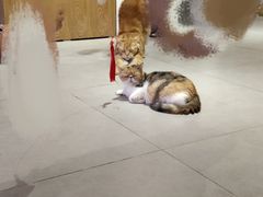 -Heymao猫咖.咖啡厅(东门店)