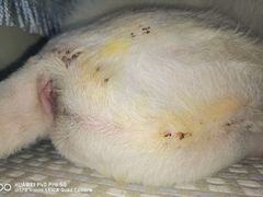 -美联众合动物医院·24h京西诊疗中心