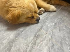 -爱佳宠物中心医院24H·CT·骨外科·猫专科(瑶海万达店)