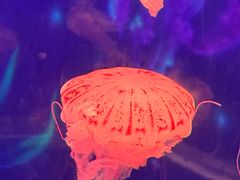 -多彩贵州城极地海洋世界