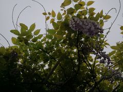 -高桥小香松糕