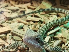 -帕帕拉兹宠物(亚洲旗舰店)