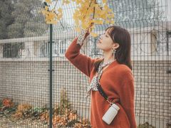-三里屯东五街银杏大道