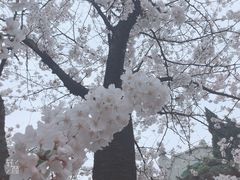 -武汉大学-樱园