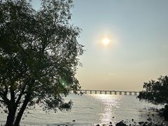 -宝安西湾红树林湿地公园