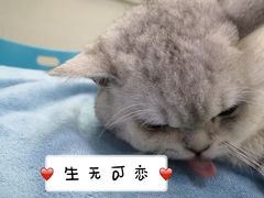 -瑞鹏宠物医院(大运分院)