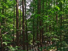 -北京西山国家森林公园