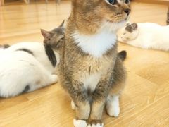 -猫咪派对(江南西店)