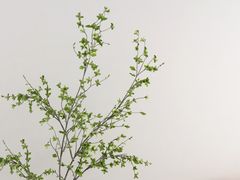 -研筑国际设计事务所(总店)