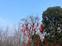 -合肥滨湖国家森林公园