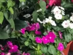 -万商花鸟市场