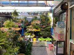 -曲阳花鸟市场(曲阳路店)