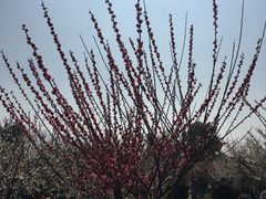 -香雪海