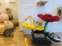 -momokira米努特·德文卷毛猫·棉花面纱犬