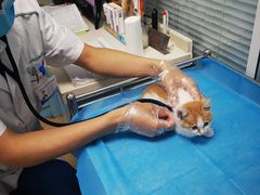 -瑞派·关忠动物医院·猫专科·犬专科(三环新城店)