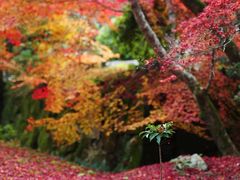 -西芳寺(苔寺)