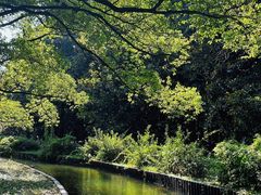 -上海共青森林公园