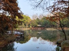 -上海滨江森林公园