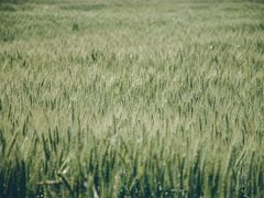 -三圣花乡旅游区