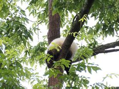 -中国大熊猫保护研究中心雅安碧峰峡基地