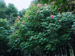 景点-金沙遗址博物馆