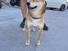 -宠福鑫康馨动物医院·骨科·眼科