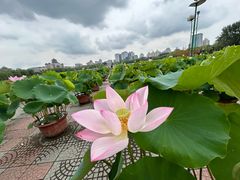 -莲花池公园