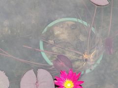 -云溪植物园