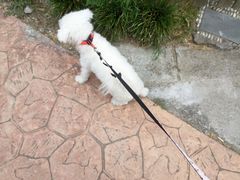 -甄爱宠物医院(疏影路店)