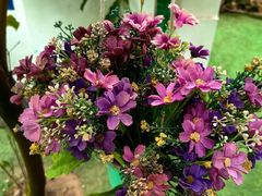 -呀路古热带植物园