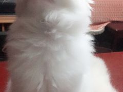 -东方名猫馆·英短金渐层布偶猫舍(环线广场1号楼店)