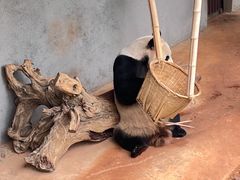 -云南野生动物园