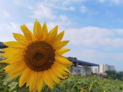 -光明小镇欢乐田园