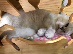 -猫亿天猫咖