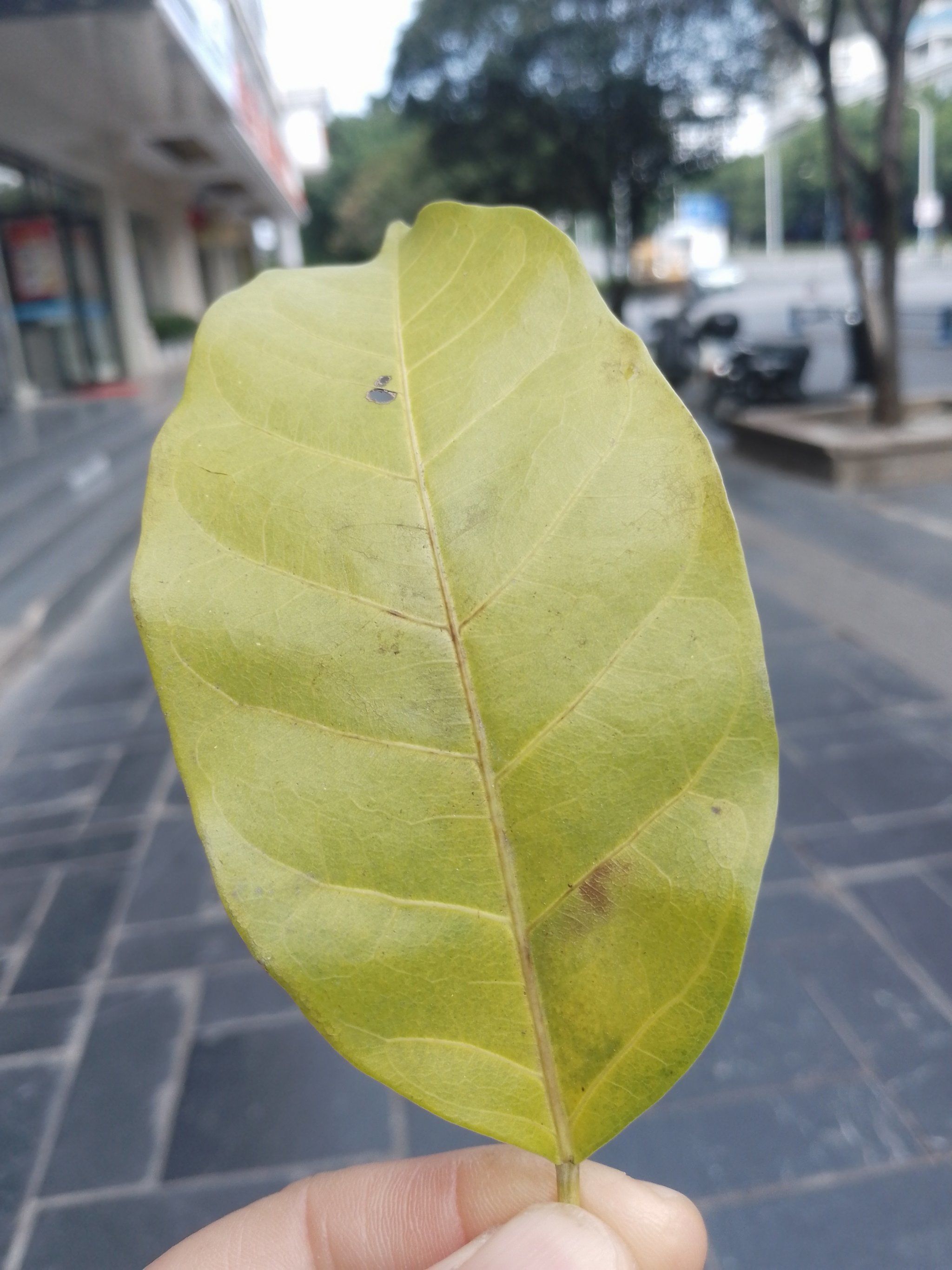 树叶的形状为什么是各种各样的?答案一句话为什么在线