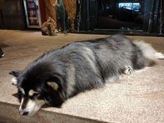 -more than meow吴止猫主题餐厅(承德 中船汇店)