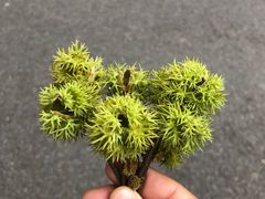 -华南国家植物园-售票处