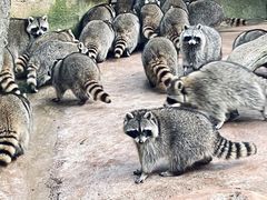 -杭州野生动物世界