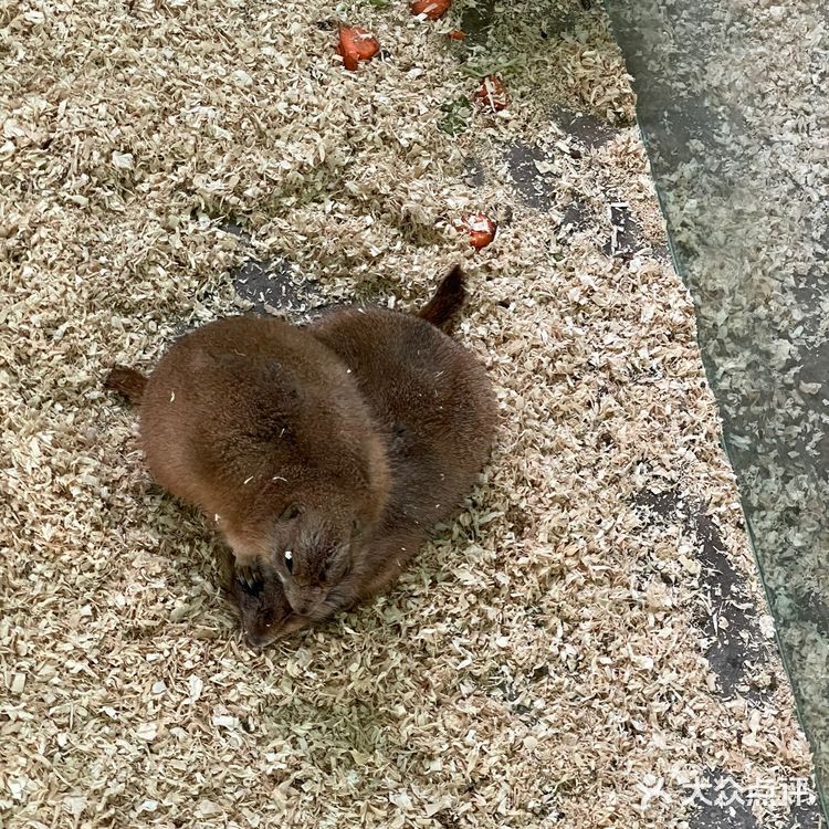 淡季的野生动物园还是不错的选择