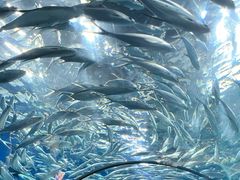 -上海海洋水族馆