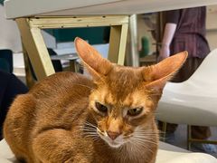 -飞行喵MR PILOT|猫舍·猫咖(静安大融城店)