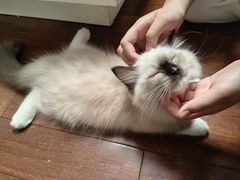 -瑞鹏宠物医院犬猫全科(真大分院)