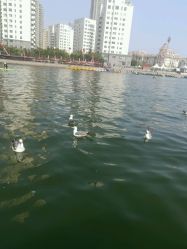 -星海水上乐园(星海广场圣亚店)