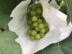 -马陆小张葡萄园农家乐