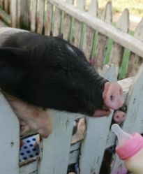 -萌宠亲子动物乐园(槐房万达店)