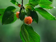 -梧桐山风景名胜区