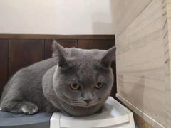 -逗柴咖啡屋·狗咖猫咖宠物桌游