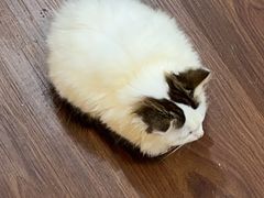 -楼上猫咖(罗湖店)